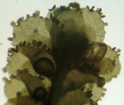 Image of <i>Radula complanata</i> (L.) Dumort.