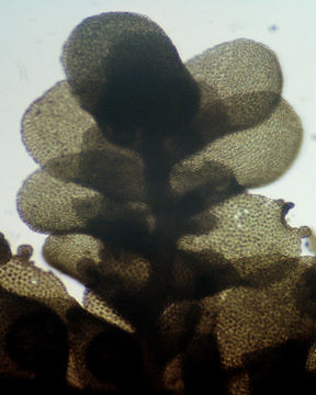 Image of <i>Radula complanata</i> (L.) Dumort.