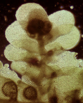 Image of <i>Radula complanata</i> (L.) Dumort.
