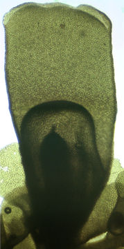 Image of <i>Radula complanata</i> (L.) Dumort.