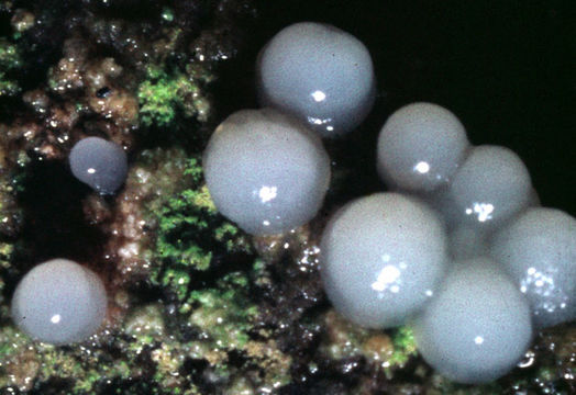 Image of <i>Comatricha nigra</i>