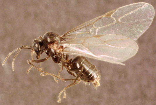 Image of Small black ant