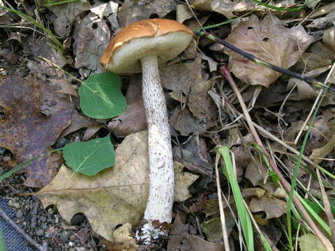 Image of Leccinum