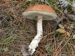 Image of Leccinum