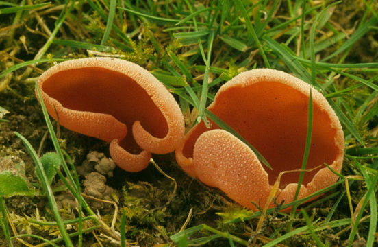 Image of Orange peel fungus