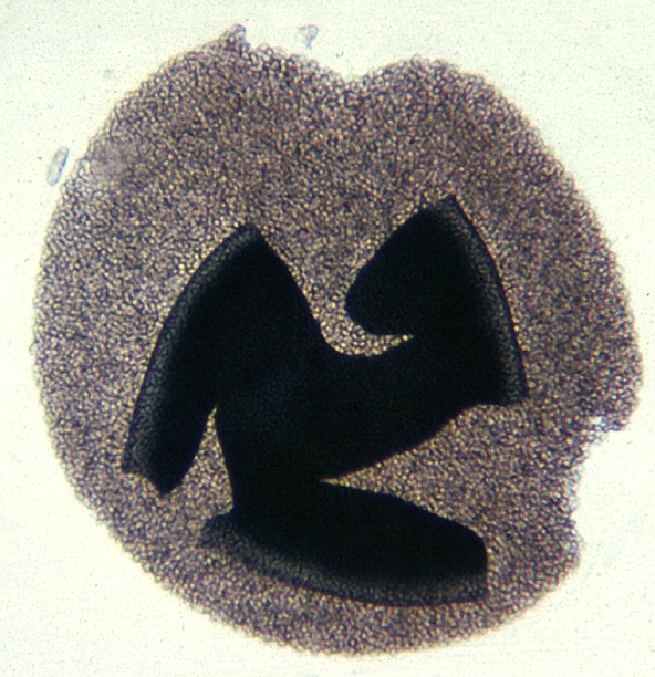 Image of Hat-thrower fungus