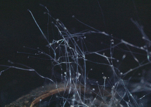 Image of Cunninghamella