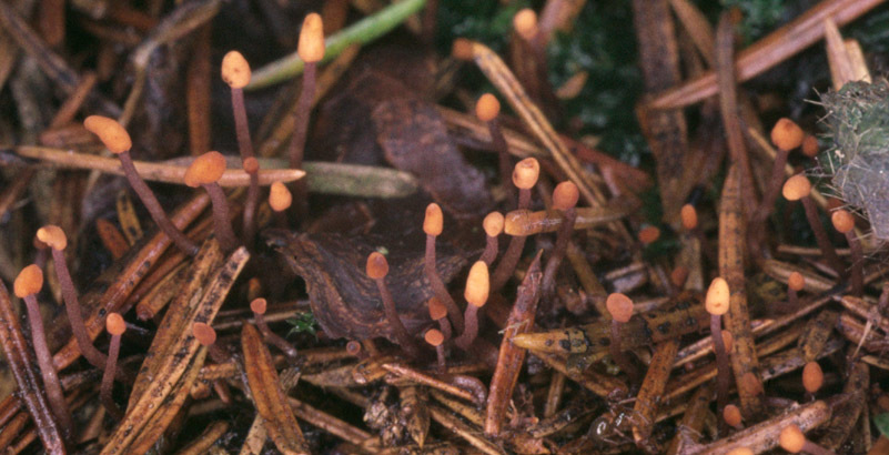 Image of <i>Heyderia abietis</i> (Fr.) Link 1833