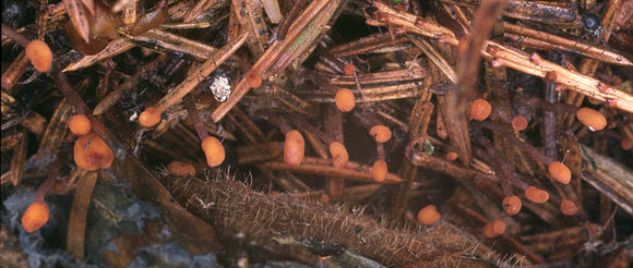Image of <i>Heyderia abietis</i> (Fr.) Link 1833