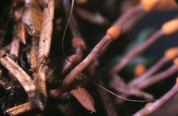 Image of <i>Heyderia abietis</i> (Fr.) Link 1833