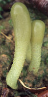 Image of green earth tongues