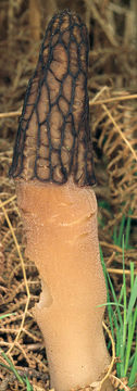 Image of <i>Morchella vulgaris</i>