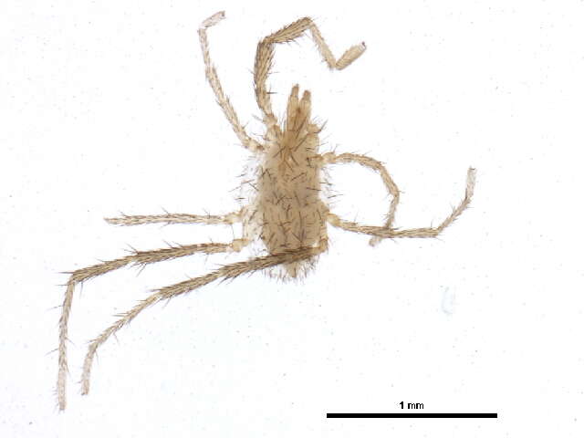 Image of Erythraeinae