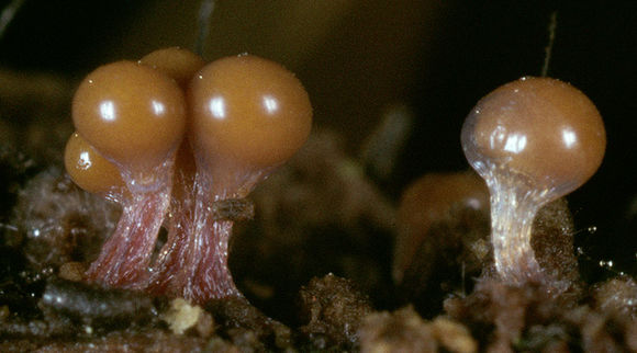 Image of <i>Hemitrichia clavata</i>