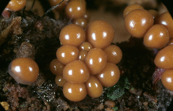 Image of <i>Hemitrichia clavata</i>