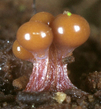 Image of <i>Hemitrichia clavata</i>