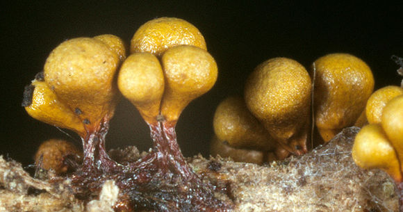 Image of <i>Hemitrichia clavata</i>