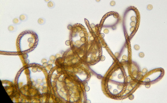 Image of <i>Hemitrichia clavata</i>