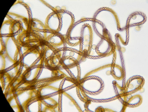 Image of <i>Hemitrichia clavata</i>