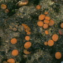 Image of Anthracobia macrocystis (Cooke) Boud. 1907