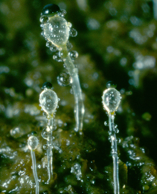 Image of <i>Pilobolus crystallinus</i> var. <i>kleinii</i>