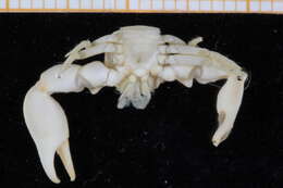 Image of Pisidia Leach 1820