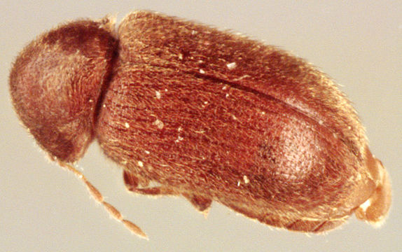 Image of drugstore beetle
