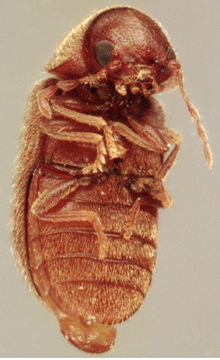 Image of drugstore beetle