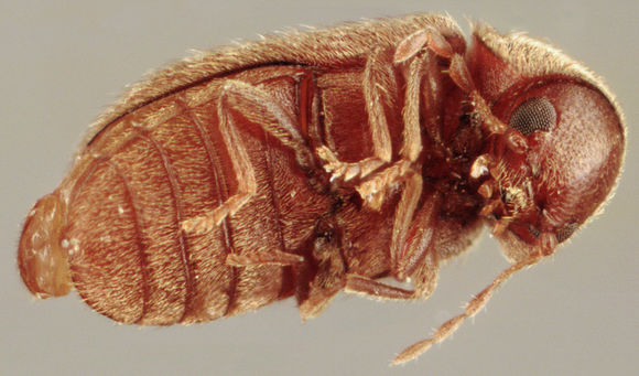 Image of drugstore beetle