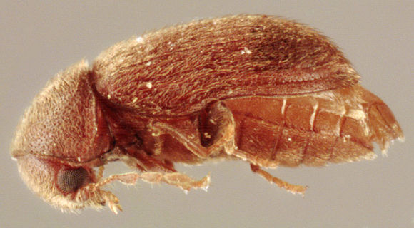 Image of drugstore beetle