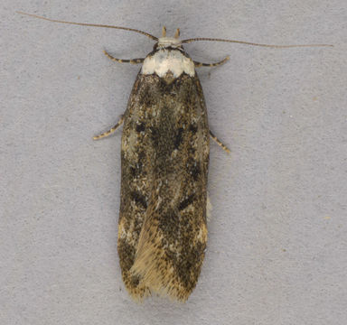 Image of White-shouldered House Moth