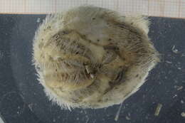 Image of puffball heart urchins