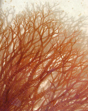 Image of <i>Ceramium virgatum</i>