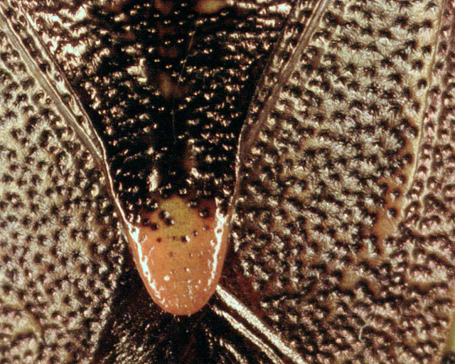 Image of <i>Pentatoma rufipes</i>