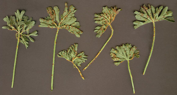 Image of <i>Puccinia malvacearum</i> Bertero ex Mont. 1852
