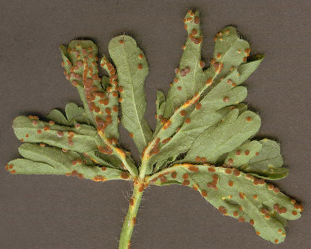 Image of <i>Puccinia malvacearum</i> Bertero ex Mont. 1852