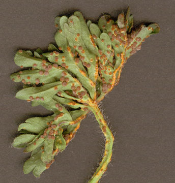 Image of <i>Puccinia malvacearum</i> Bertero ex Mont. 1852