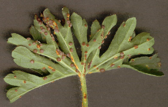 Image of <i>Puccinia malvacearum</i> Bertero ex Mont. 1852
