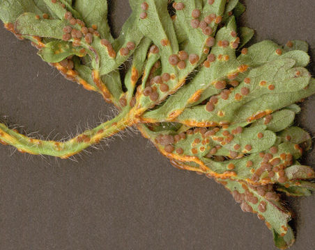 Image of <i>Puccinia malvacearum</i> Bertero ex Mont. 1852