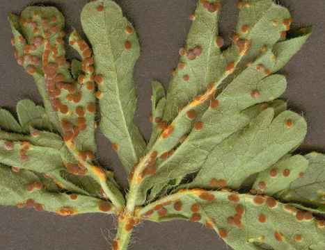 Image of <i>Puccinia malvacearum</i> Bertero ex Mont. 1852