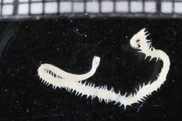 Image of Goniadidae