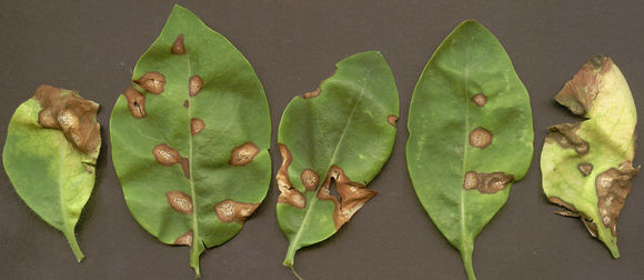 Image of <i>Kabatia periclymeni</i> (Desm.) M. Morelet 1975