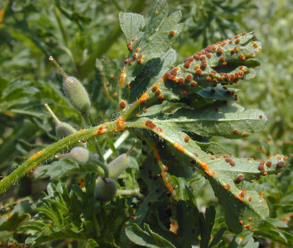 Image of <i>Puccinia malvacearum</i> Bertero ex Mont. 1852