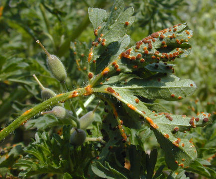Image of <i>Puccinia malvacearum</i> Bertero ex Mont. 1852