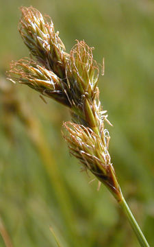 Image of Oval Sedge