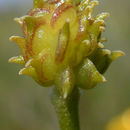 Image of Ranunculus repens L.