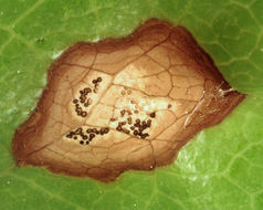 Image of Kabatia periclymeni (Desm.) M. Morelet 1975
