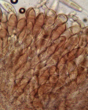 Image of <i>Puccinia malvacearum</i> Bertero ex Mont. 1852