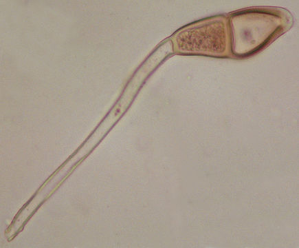 Image of <i>Puccinia malvacearum</i> Bertero ex Mont. 1852