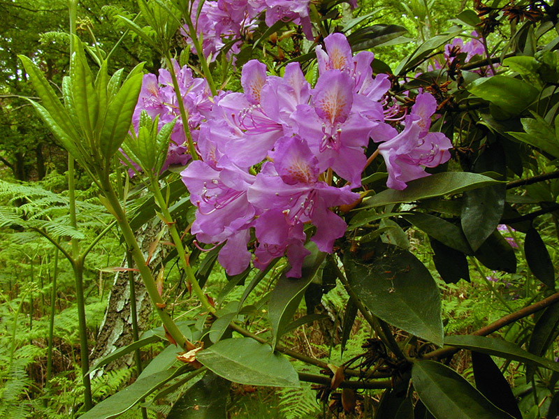 Rhododendron ponticum (rights holder: )